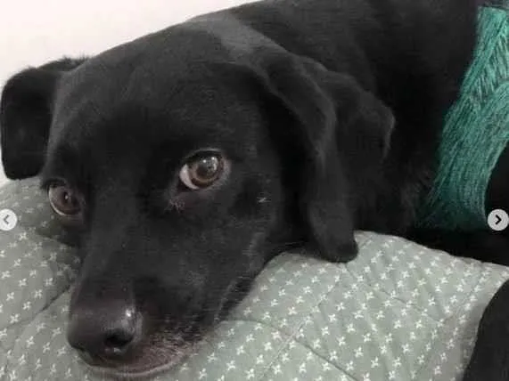 Cachorro ra a SRD-ViraLata idade 2 anos nome TOCO