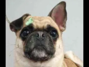 Cachorro raça Pug com Bulldog srd idade 4 anos nome Regina