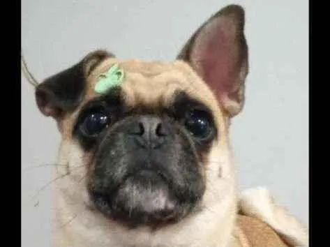 Cachorro ra a Pug com Bulldog srd idade 4 anos nome Regina