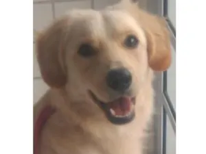 Cachorro raça Srd idade 1 ano nome Tonny