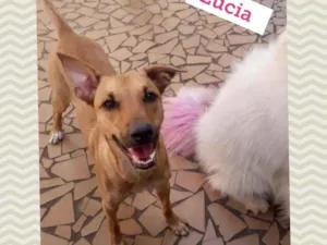 Cachorro raça SRD-ViraLata idade 1 ano nome LÚCIA