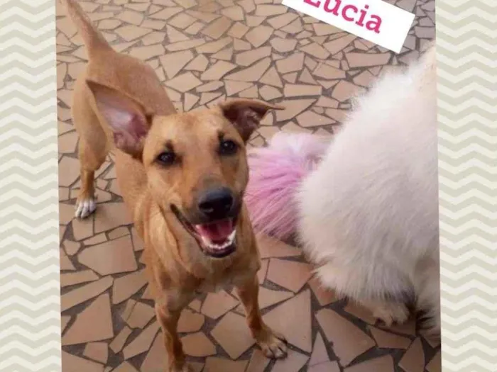 Cachorro ra a SRD-ViraLata idade 1 ano nome LÚCIA