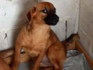 Cachorro raça SRD-ViraLata idade 1 ano nome MILLY