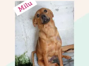 Cachorro raça SRD-ViraLata idade 1 ano nome MILÚ