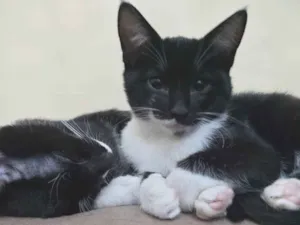 Gato raça Srd  idade 2 a 6 meses nome Simaria