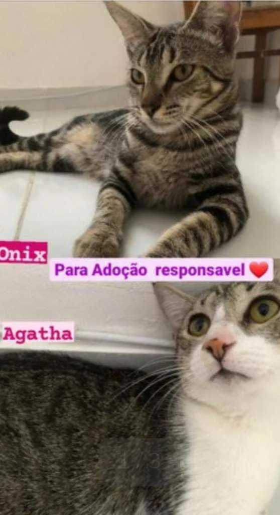 Gato ra a Mestiça idade 2 a 6 meses nome Agatha e onix