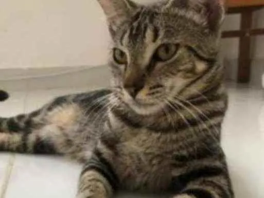 Gato ra a Mestiça idade 2 a 6 meses nome Agatha e onix