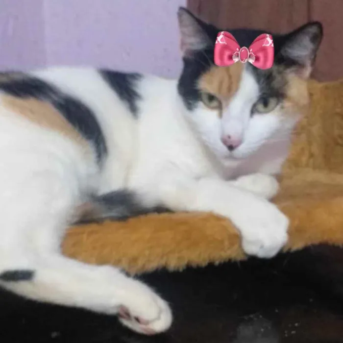 Gato ra a SRD  idade 7 a 11 meses nome Ísis 