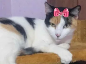 Gato raça SRD  idade 7 a 11 meses nome Ísis 