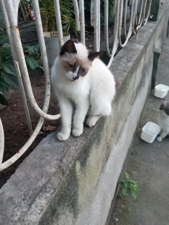 Gato raça  idade 2 a 6 meses nome Pérola