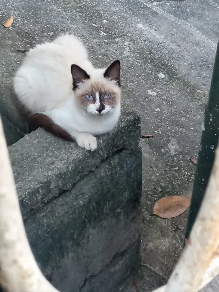 Gato raça  idade 2 a 6 meses nome Pérola