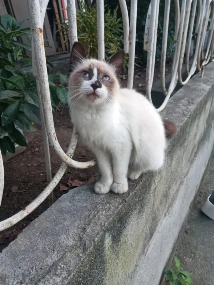 Gato raça  idade 2 a 6 meses nome Pérola