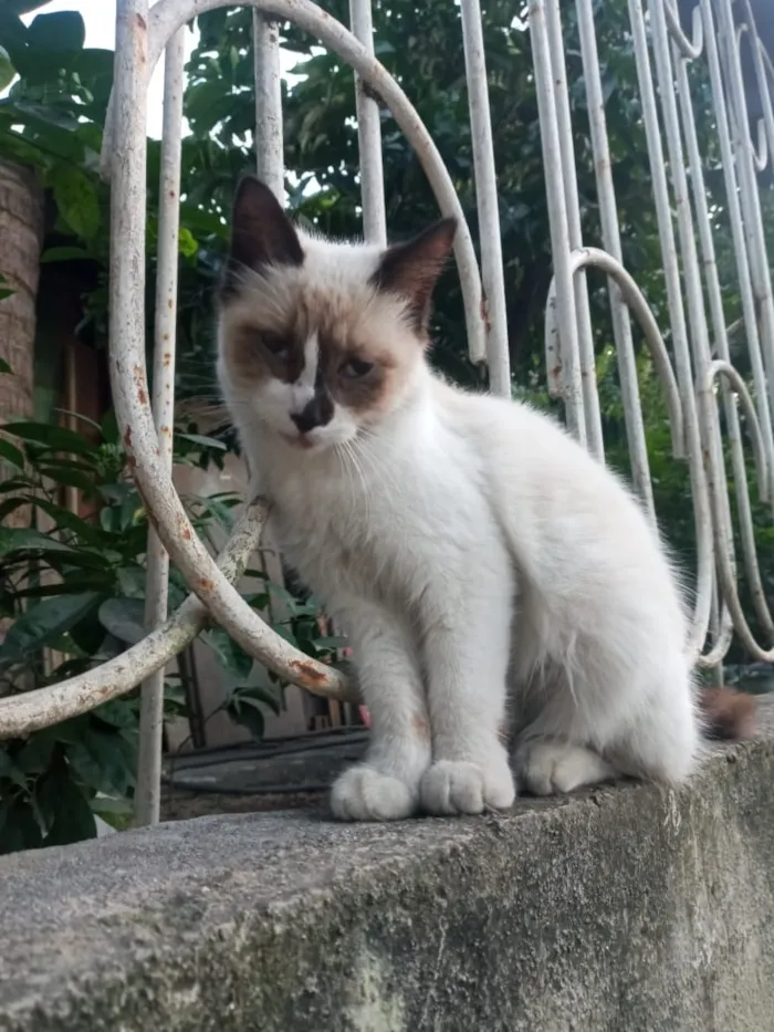 Gato raça  idade 2 a 6 meses nome Pérola