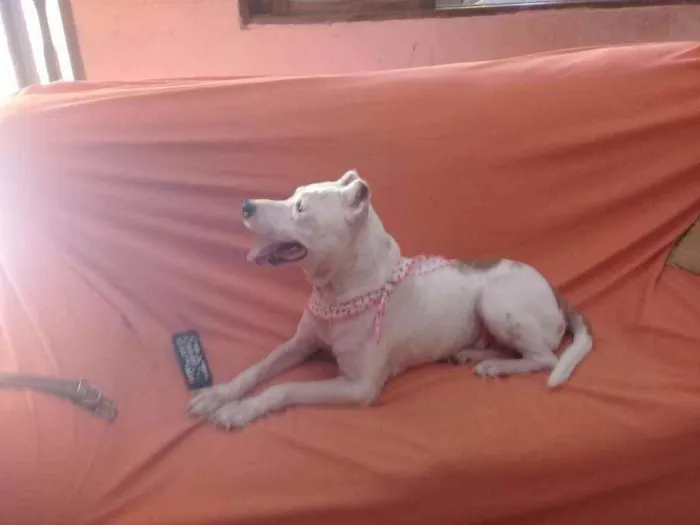 Cachorro ra a pit bull idade 5 anos nome SERENA