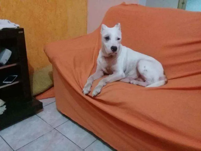 Cachorro ra a pit bull idade 5 anos nome SERENA