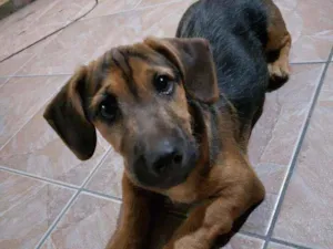 Cachorro raça Salsicha  idade 2 a 6 meses nome Não sei o nome