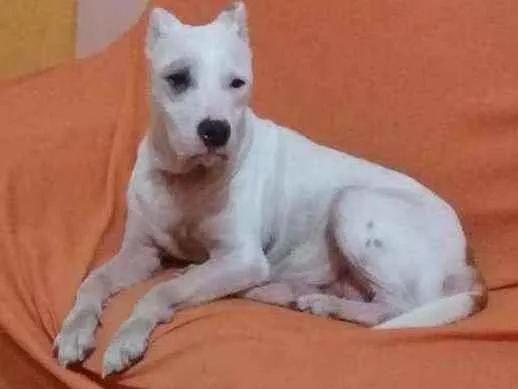 Cachorro ra a pit bull idade 5 anos nome SERENA