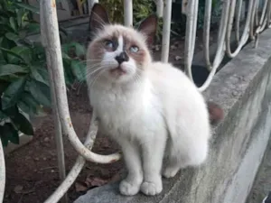 Gato raça  idade 2 a 6 meses nome Pérola