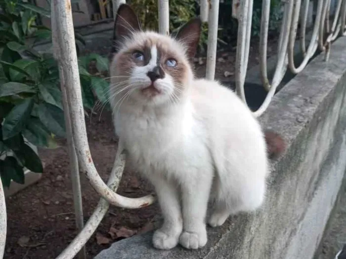 Gato raça  idade 2 a 6 meses nome Pérola