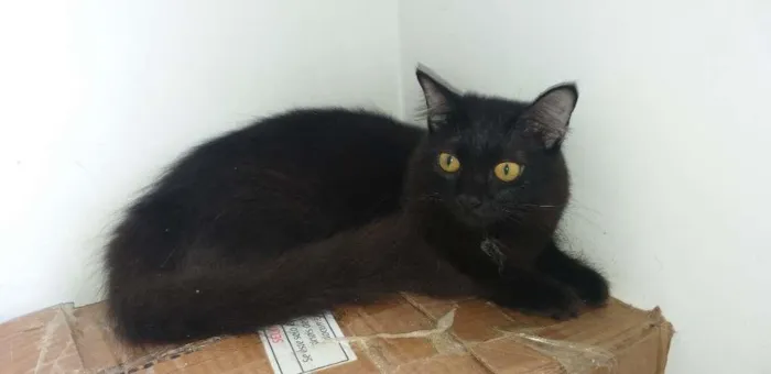 Gato raça mista idade 3 anos nome Maria