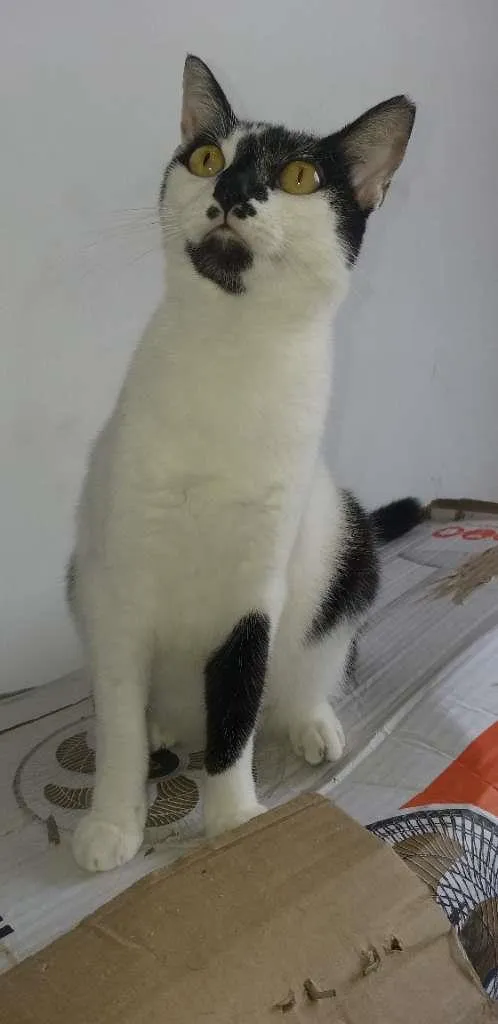 Gato raça mista idade 3 anos nome Maria