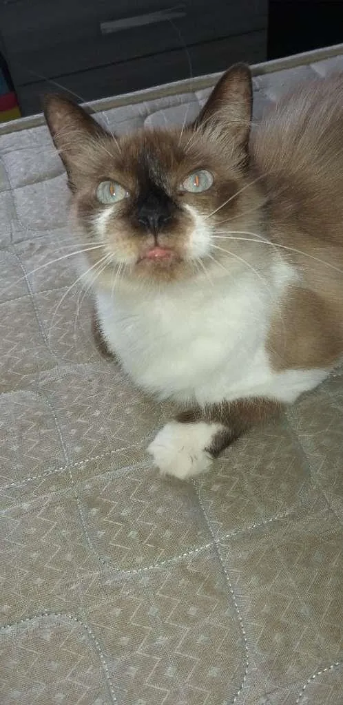 Gato raça mista idade 3 anos nome Maria