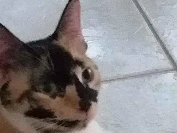 Gato raça mista idade 3 anos nome Maria