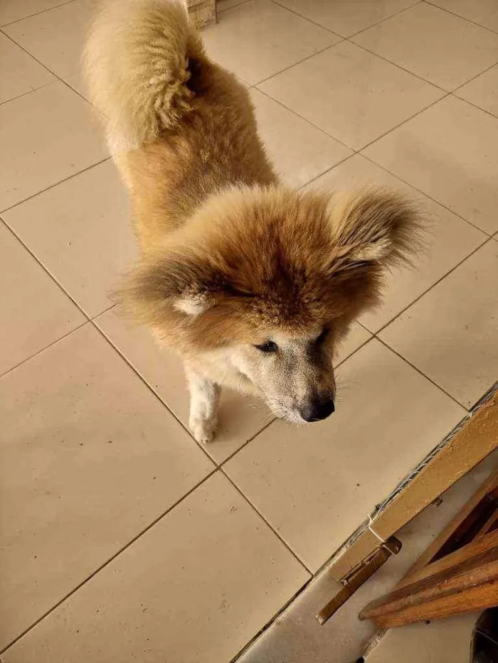 Cachorro raça Akita  idade 2 a 6 meses nome Ishiro