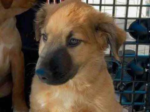 Cachorro ra a Linda idade 2 a 6 meses nome Bugalu 