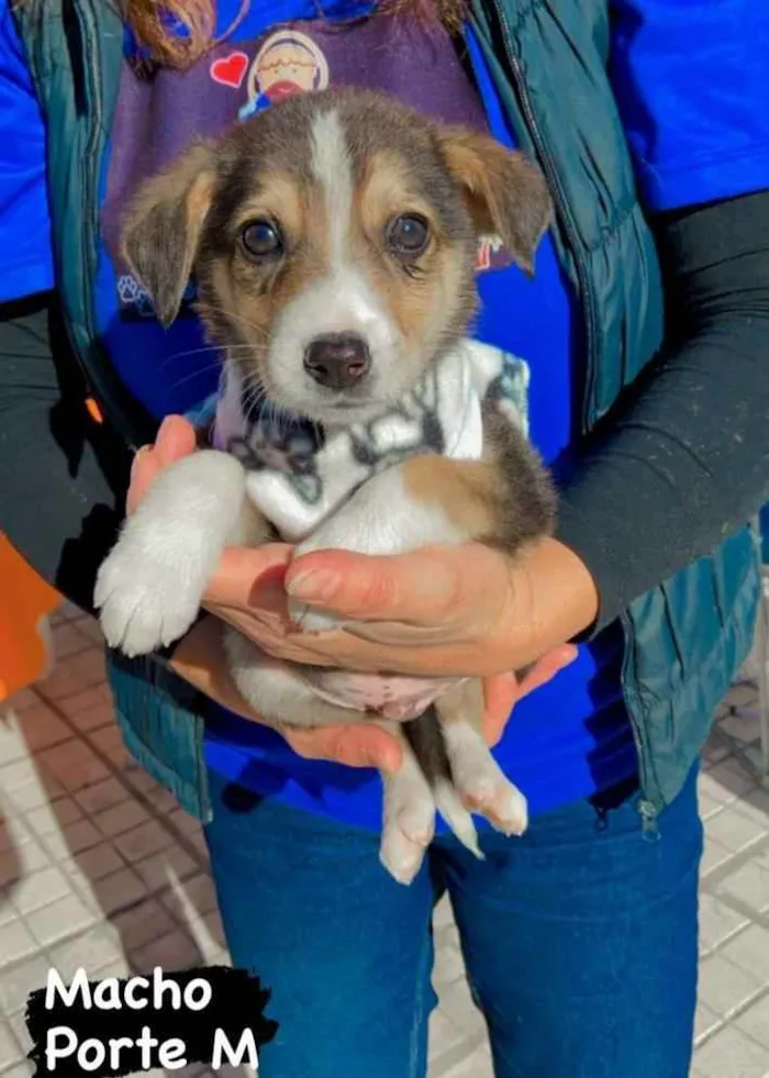 Cachorro ra a Ok idade 2 a 6 meses nome Óliver