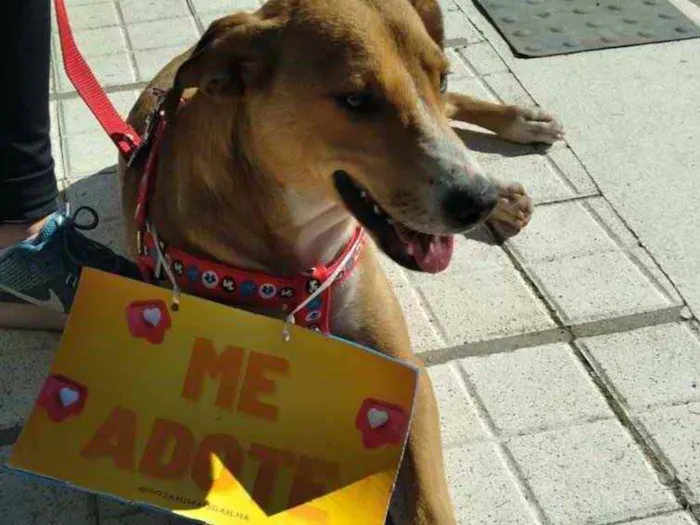 Cachorro ra a Ok idade 2 a 6 meses nome Piuca 