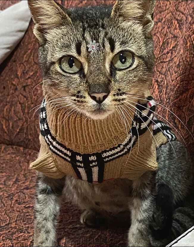 Gato ra a sem raça definida idade 1 ano nome SASHA