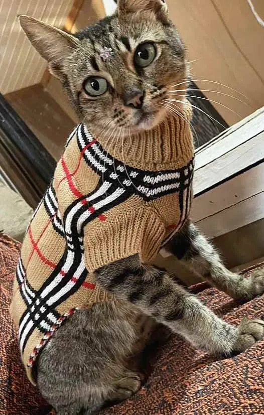 Gato ra a sem raça definida idade 1 ano nome SASHA