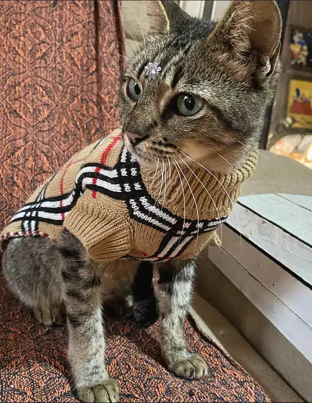 Gato ra a sem raça definida idade 1 ano nome SASHA