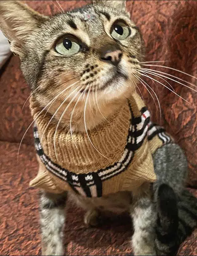 Gato ra a sem raça definida idade 1 ano nome SASHA