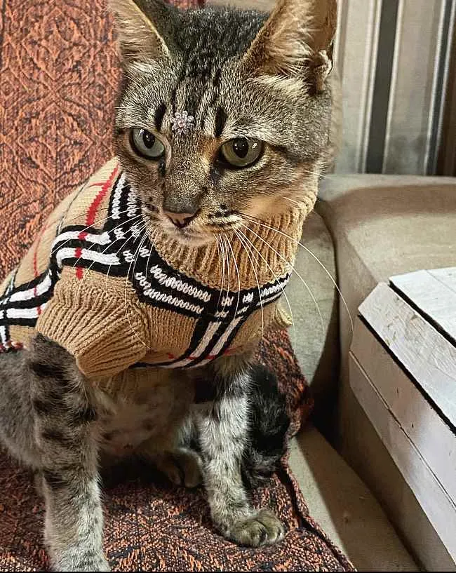 Gato ra a sem raça definida idade 1 ano nome SASHA