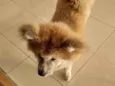 Ishiro