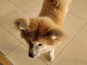 Cachorro raça Akita  idade 2 a 6 meses nome Ishiro