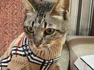 Gato raça sem raça definida idade 1 ano nome SASHA