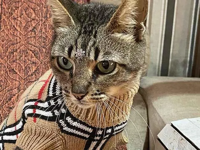 Gato ra a sem raça definida idade 1 ano nome SASHA