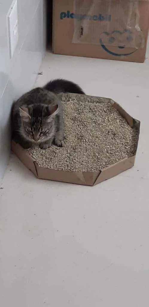 Gato ra a  idade 7 a 11 meses nome Mia