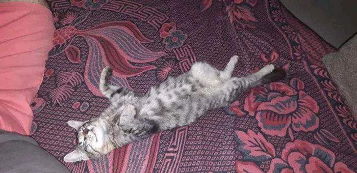 Gato ra a  idade 7 a 11 meses nome Mia