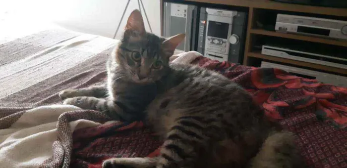 Gato ra a  idade 7 a 11 meses nome Mia