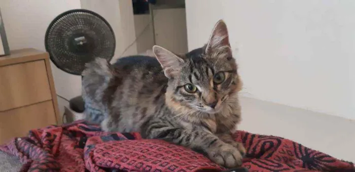 Gato ra a  idade 7 a 11 meses nome Mia
