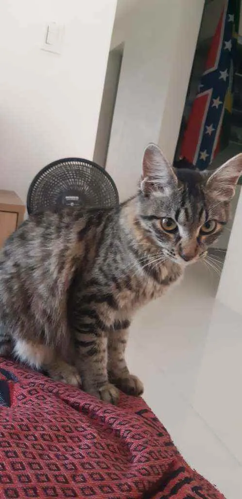 Gato ra a  idade 7 a 11 meses nome Mia