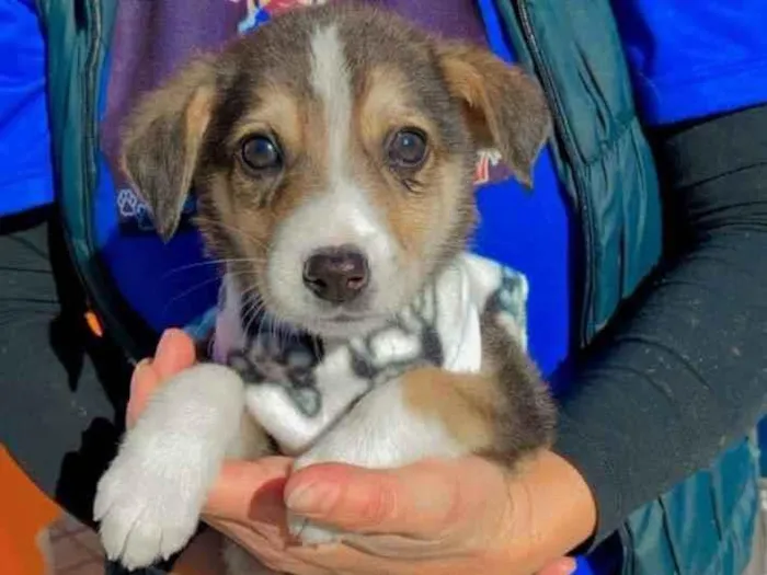 Cachorro ra a Ok idade 2 a 6 meses nome Óliver