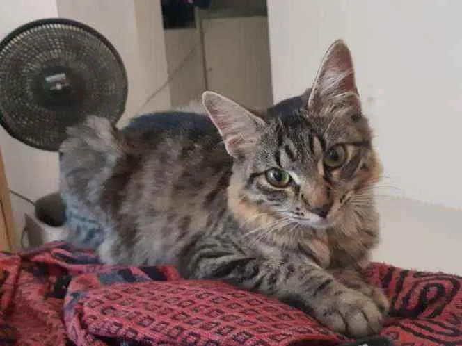 Gato ra a  idade 7 a 11 meses nome Mia