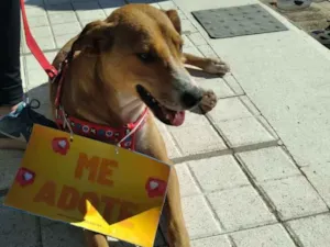 Cachorro raça Ok idade 2 a 6 meses nome Piuca 