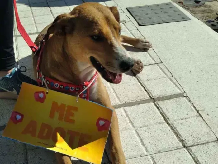 Cachorro ra a Ok idade 2 a 6 meses nome Piuca 