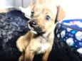 Cachorro raça Indefinida idade 2 a 6 meses nome Gucci